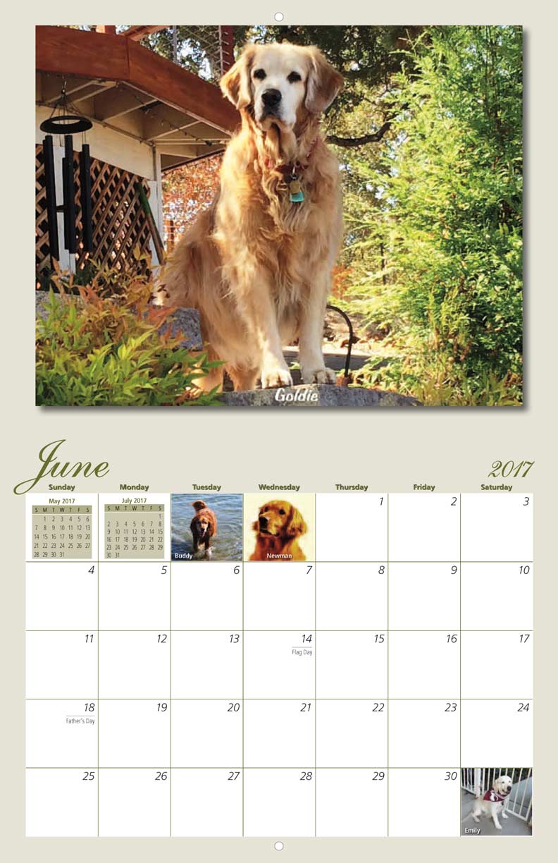 Golden Retriever Rescue Calendar Yearbox Calendars