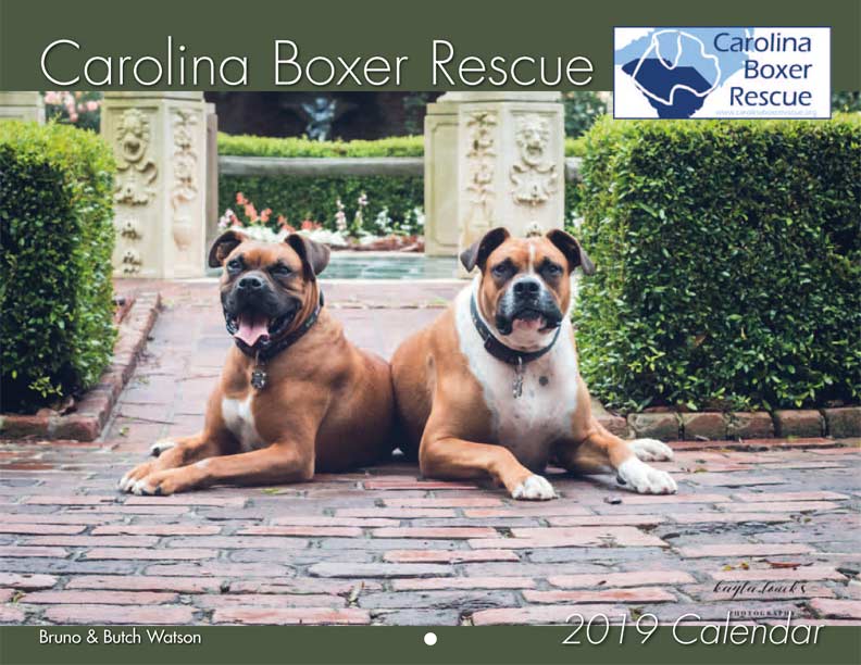 Carolina Boxer Rescue 2019 Calendar Fundraising