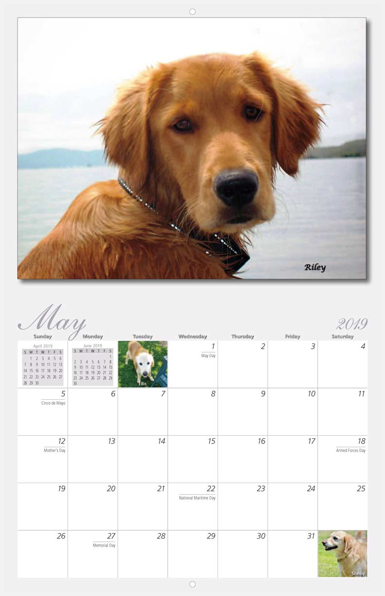 Homeward Bound Golden Retriever Rescue 2019 Calendar Fundraising