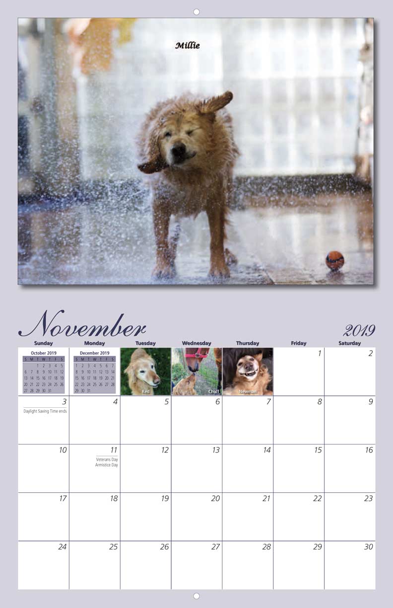 Homeward Bound Golden Retriever Rescue 2019 Calendar Fundraising