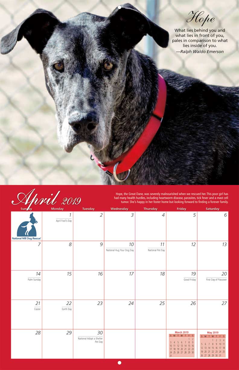 National Mill Dog Rescue 2019 Calendar Fundraising