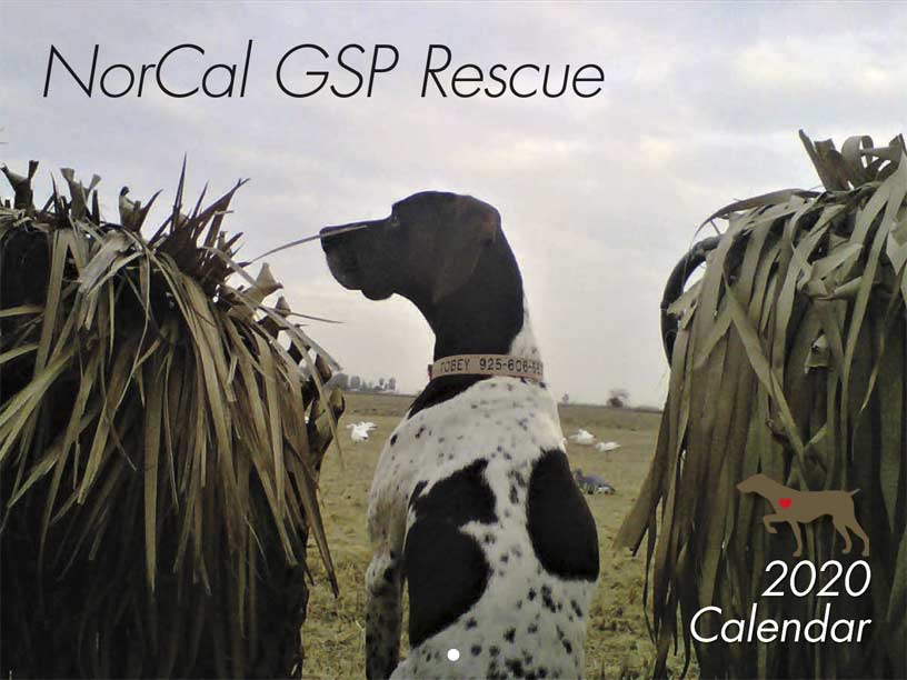 NorCal GSP Rescue 2020 Calendar Fundraising