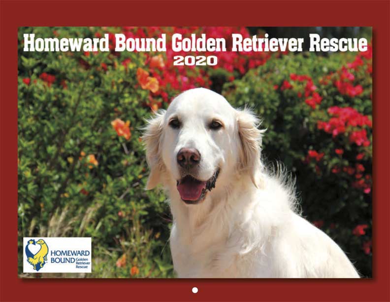 Homeward Bound Golden Retriever Rescue 2020 Calendar Yearbox