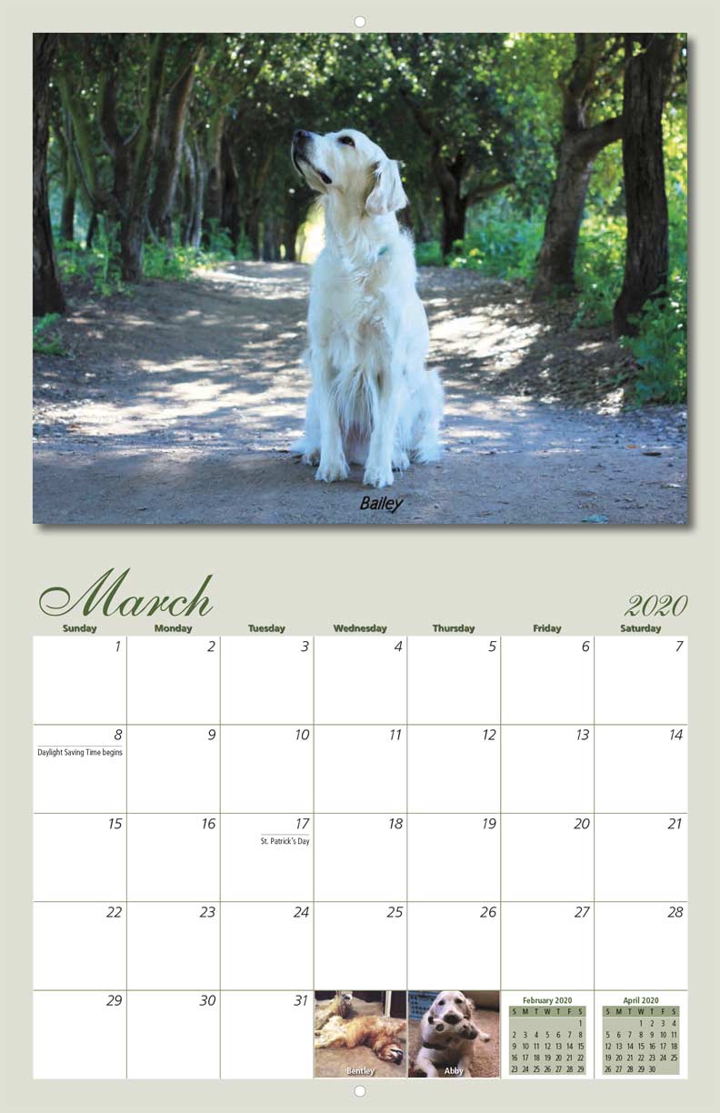 Homeward Bound Golden Retriever Rescue 2020 Calendar Fundraising