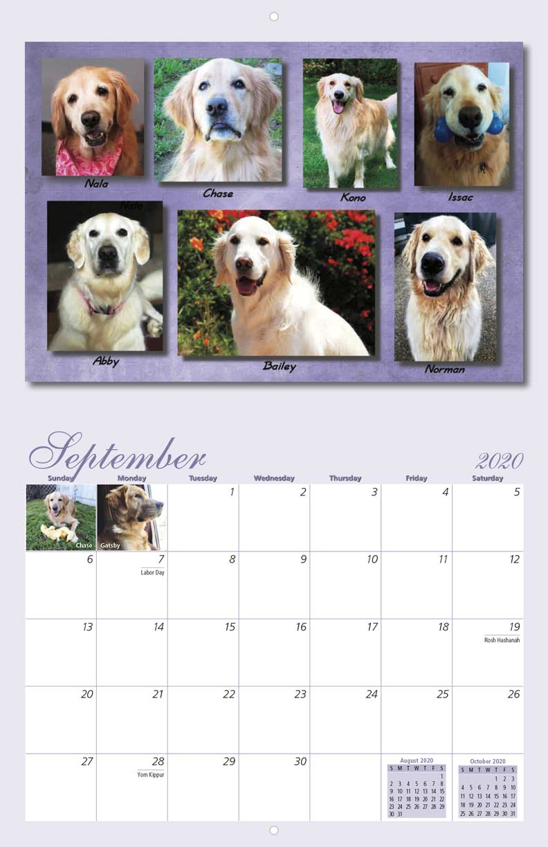 Recklessly: Golden Retriever Puppy Calendar 2020