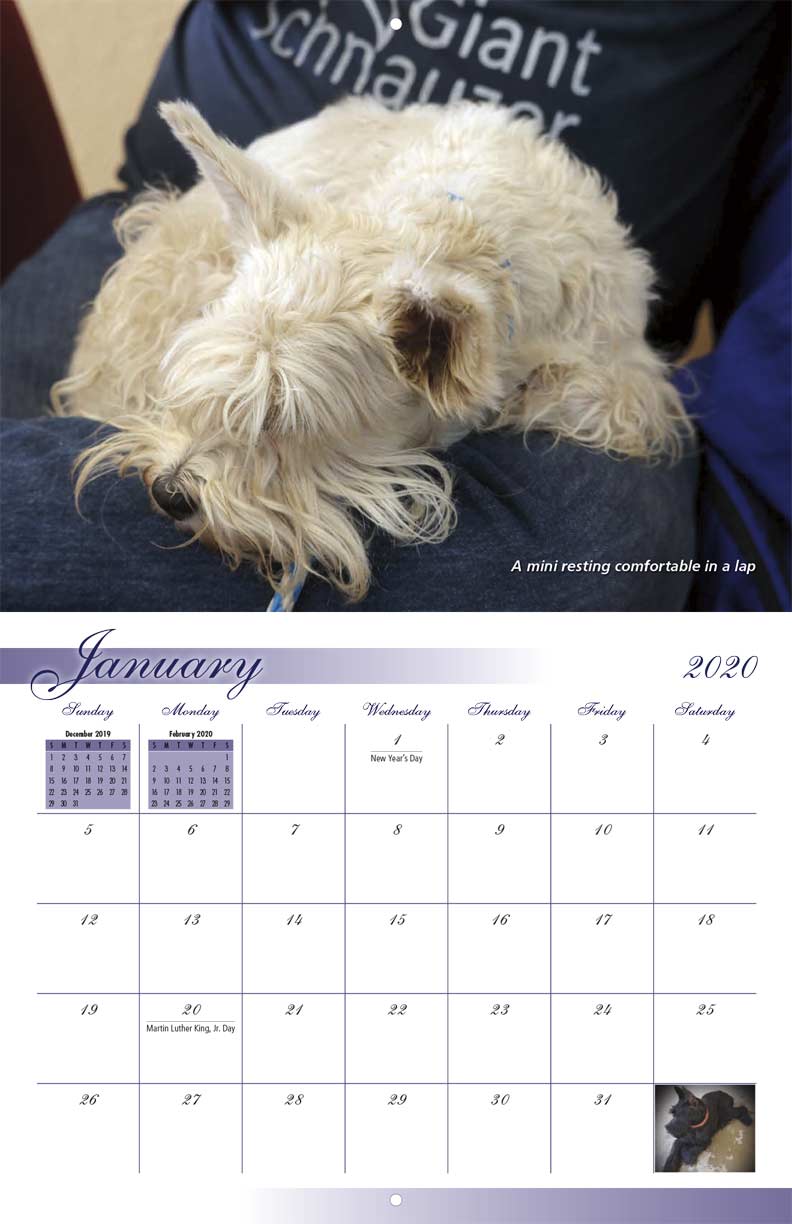 Valley of the Sun Giant Schnauzer Rescue 2020 Calendar Fundraising