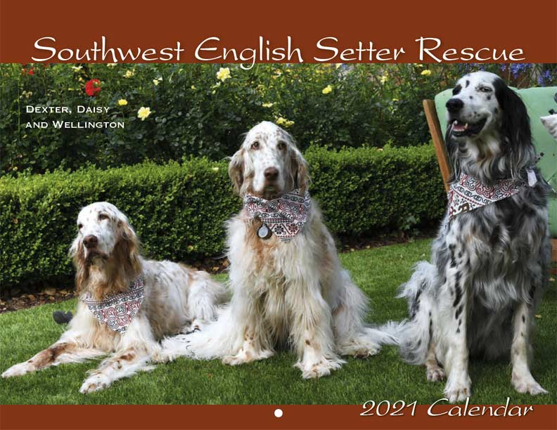 English setter hot sale rescue mn