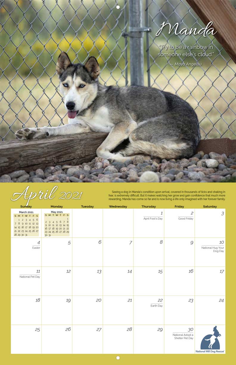 National Mill Dog Rescue 2021 Calendar Fundraising