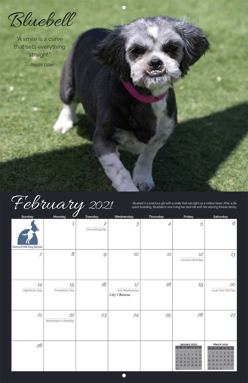 National Mill Dog Rescue 2021 Calendar Fundraising