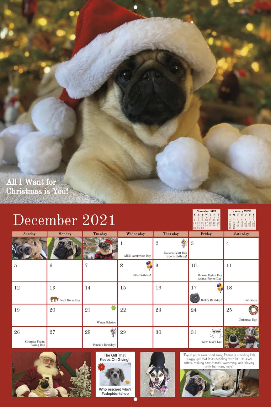 Pug Rescue 2021 Calendar Fundraising