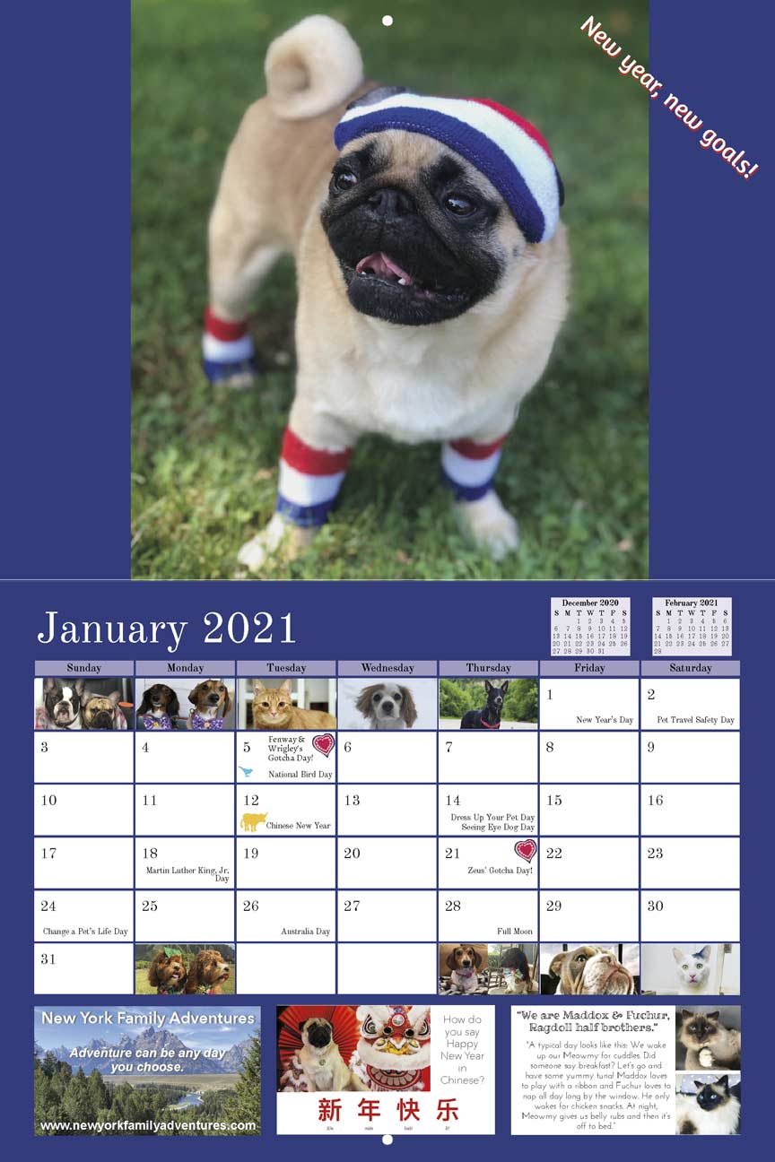 Pug Rescue 2021 Calendar Fundraising