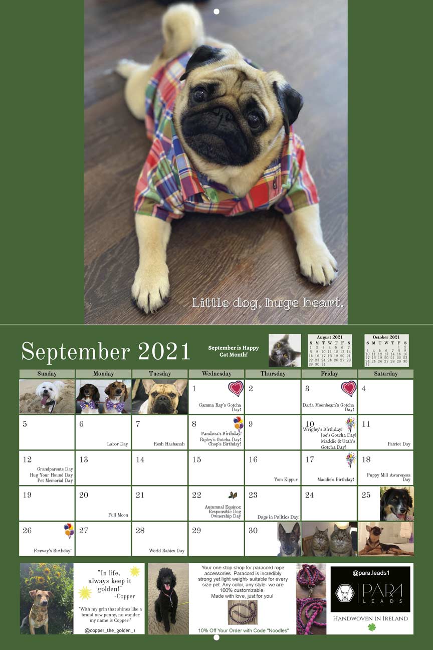 Pug Rescue 2021 Calendar Fundraising