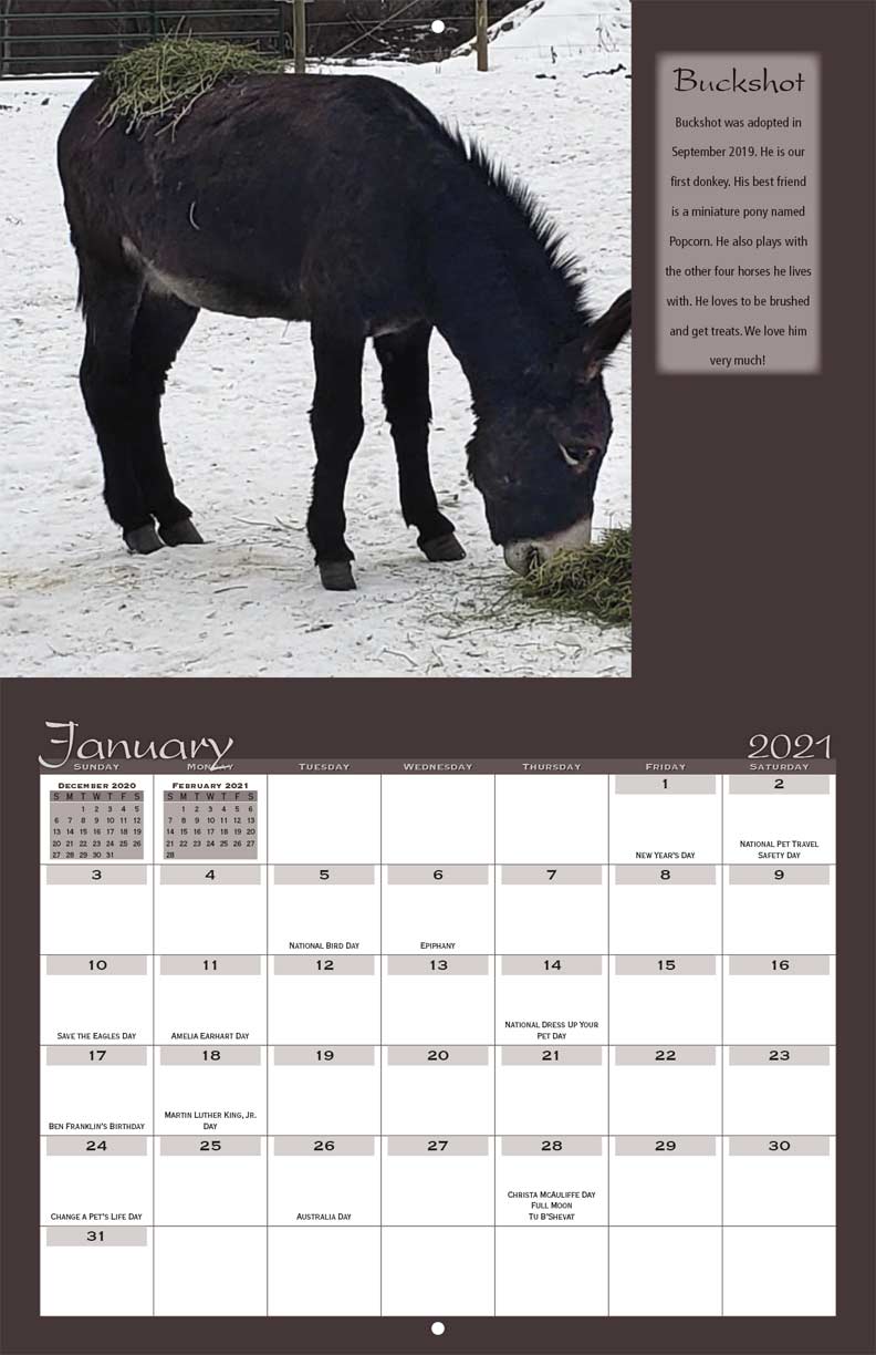 Save the Brays Donkey Rescue 2021 Calendar Fundraising