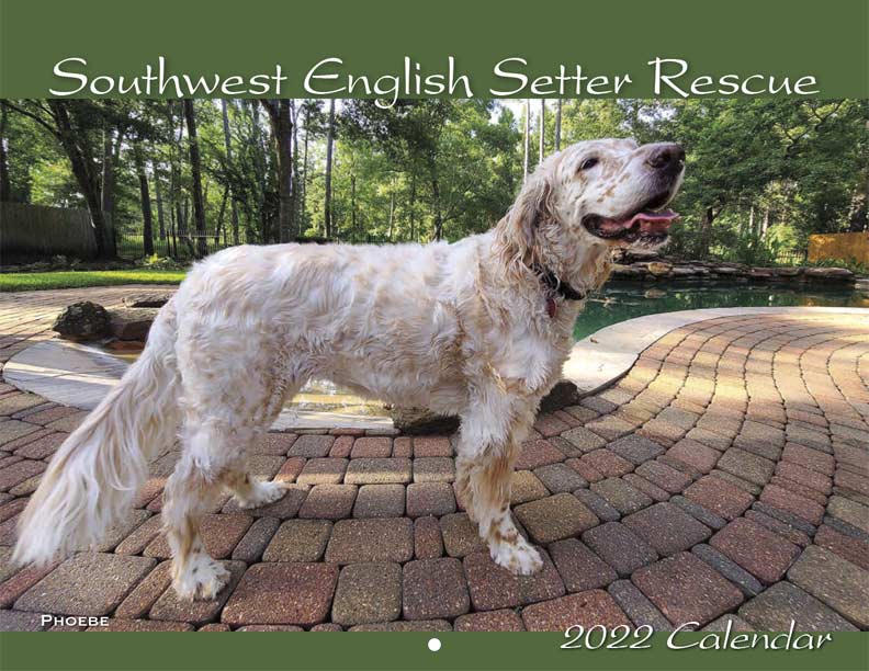 Southwest English Setter Rescue 2022 Calendar Fundraising