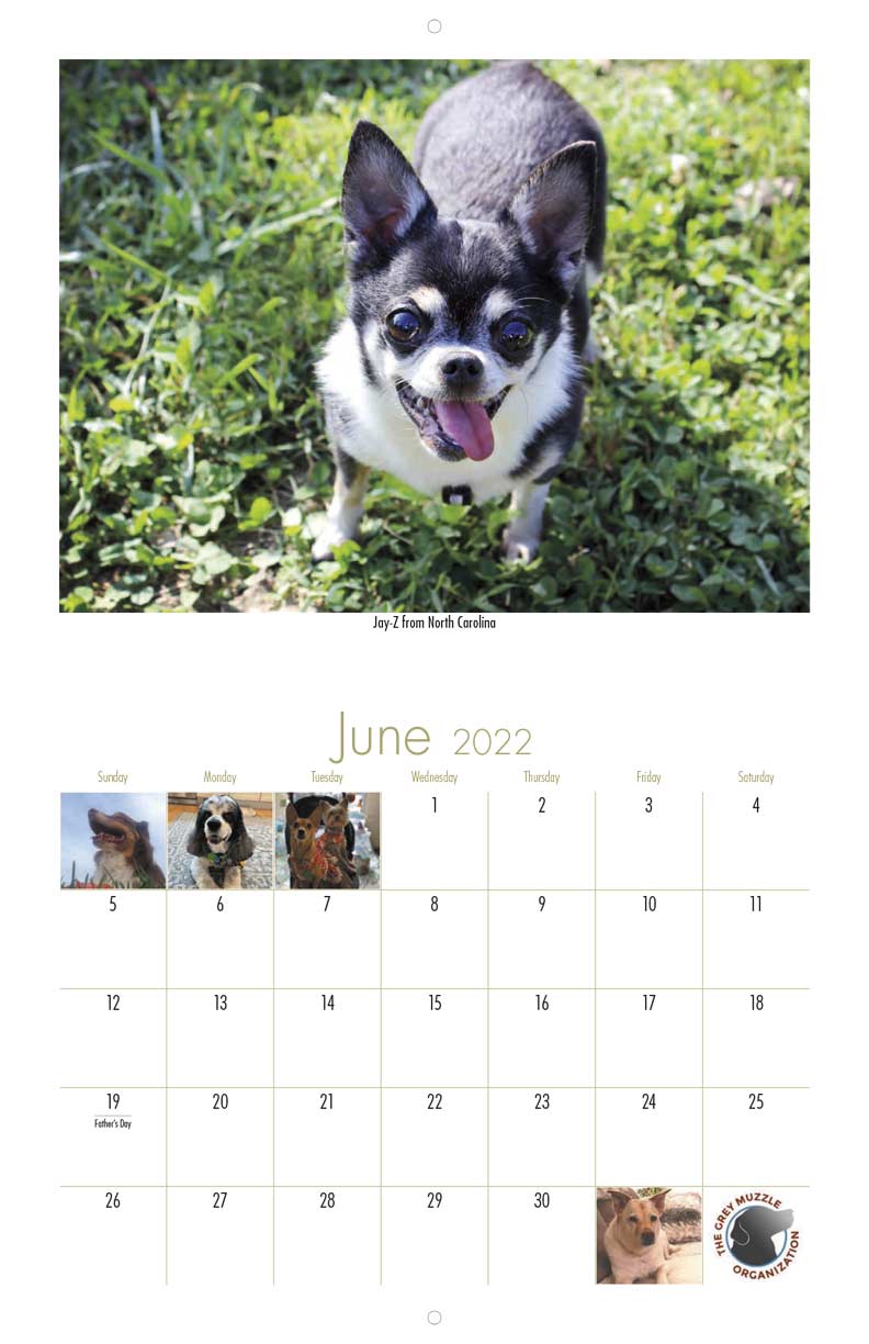 The Grey Muzzle Organization 2022 Calendar Fundraising