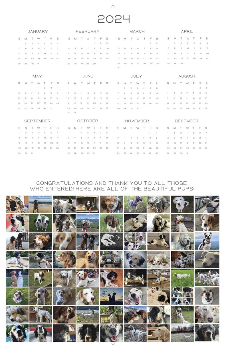 Our English Setter Rescue 2023 Calendar Fundraising