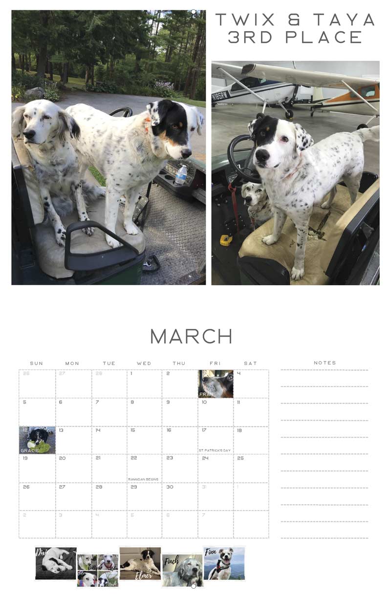 Our English Setter Rescue 2023 Calendar Fundraising