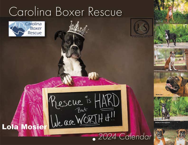 Carolina Boxer Rescue Calendar Payment Yearbox Calendars