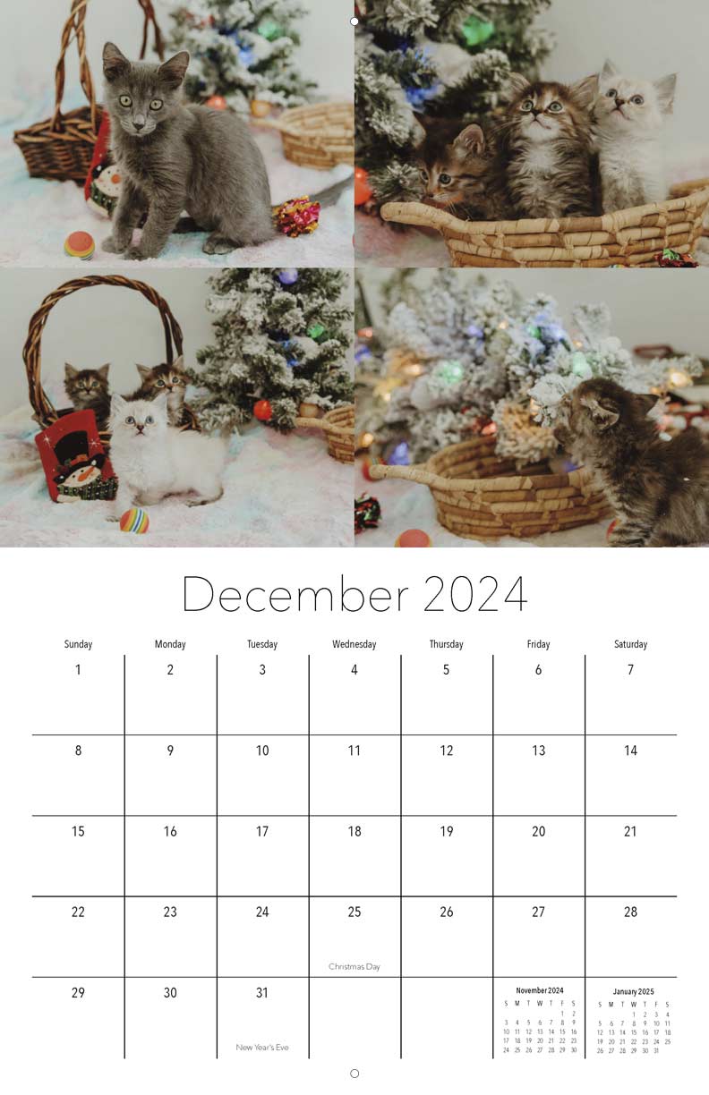 Miss Dixie's Kitten Rescue 2024 Calendar - Yearbox Calendars