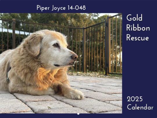 Gold Ribbon Rescue 2025 Calendar Cover