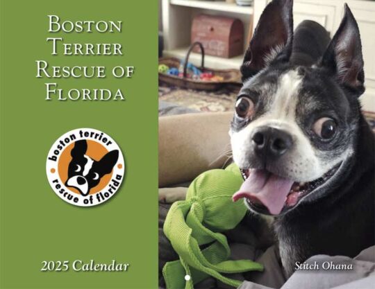 Boston Terrier Rescue Of Florida 2025 Calendar Cover