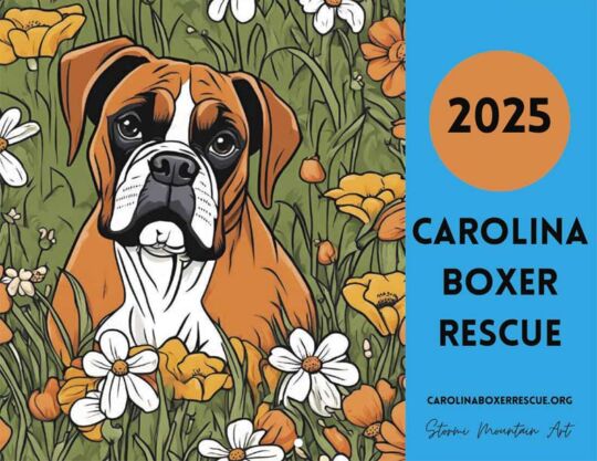 Carolina Boxer Rescue 2025 Calendar Cover