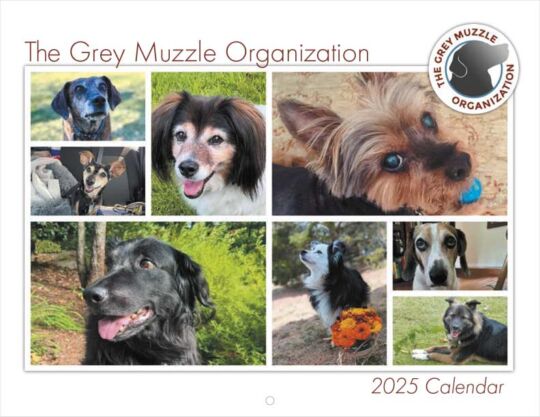 Grey Muzzle Organization 2025 Calendar Cover