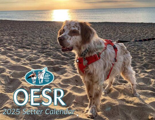 Our English Setter Rescue 2023 Calendar Cover