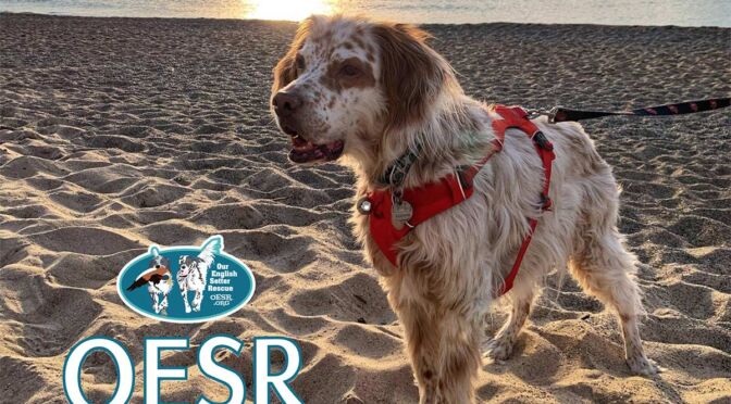 Our English Setter Rescue 2023 Calendar Cover