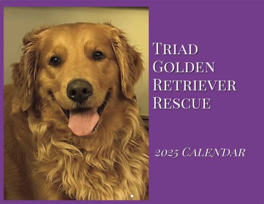 Triad Golden Retriever Rescue 2025 Calendar Cover