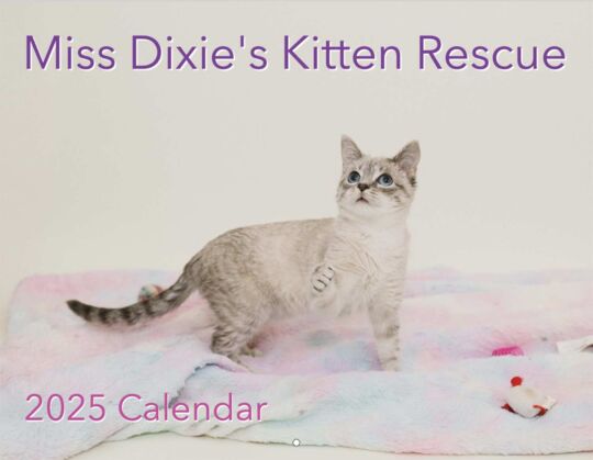 Miss Dixies Kitten Kescue 2024 Calendar Cover