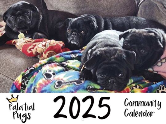 Palacial Pugs 2025 Calendar Cover.jpg