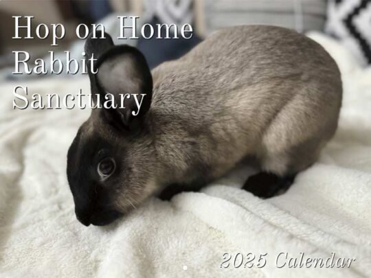 Hop on Home Rabbit Sanctuary 2025 Calendar Cover