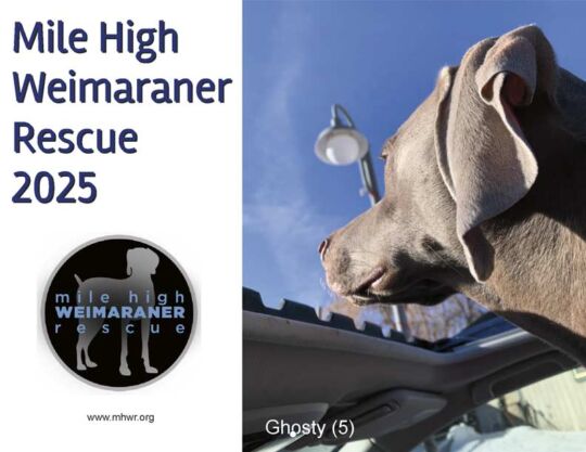 Weimaraner Rescue 2025 Calendar Cover