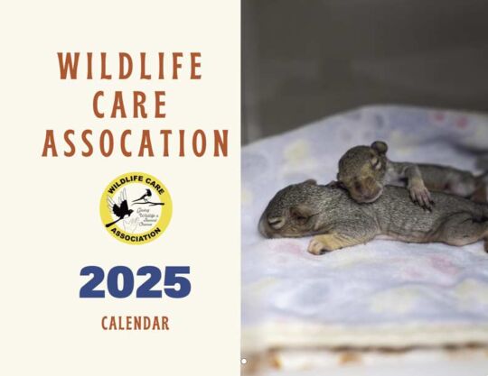 Wildlife Care Center 2025 Calendar Cover